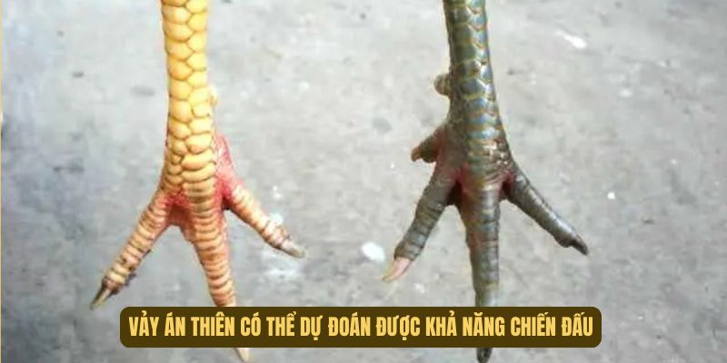 Chúng có thể dự đoán được khả năng chiến đấu của gà