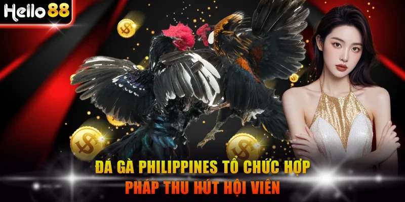 Đá gà Philippines tổ chức hợp pháp thu hút hội viên