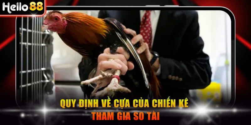 Quy định về cựa của chiến kê so tài